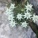 Edelweiss - Photo (c) Anita, all rights reserved, uploaded by Anita