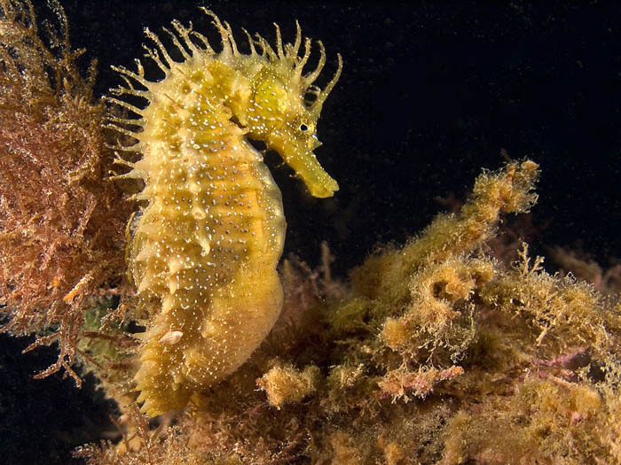Long-snouted Seahorse