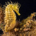 Long-snouted Seahorse - Photo (c) seahorses_of_the_world, all rights reserved, uploaded by seahorses_of_the_world