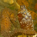 Observation photo