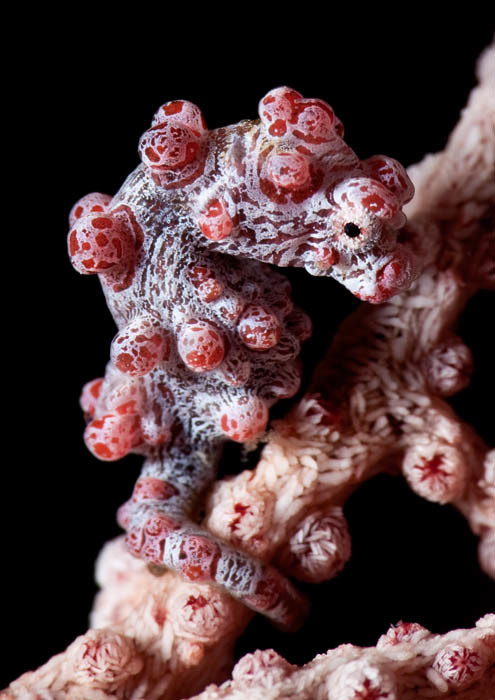 Pygmy Seahorse