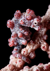 Pygmy Seahorse