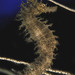 Observation photo