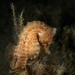Observation photo