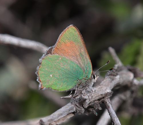 Bramble Green Hairstreak (More Mesa Insect Guide) · iNaturalist Mexico