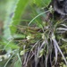 Carex pilulifera azorica - Photo (c) Joao Tiago Tavares, all rights reserved, uploaded by Joao Tiago Tavares