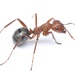 Pergande's Mound Ant - Photo (c) Aaron Stoll, all rights reserved, uploaded by Aaron Stoll