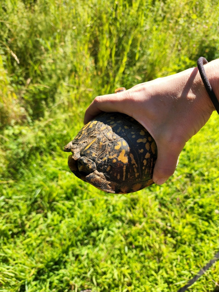 Eastern Box Turtle In June 2022 By Fmitchell INaturalist   Large 