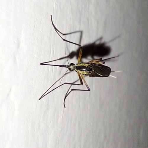 Psorophora champerico