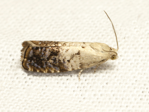 Fletcher's Cydia Moth