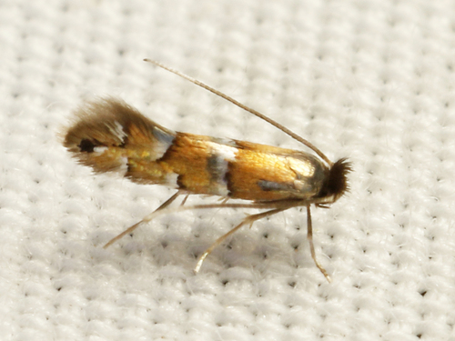 Huckleberry Leafminer