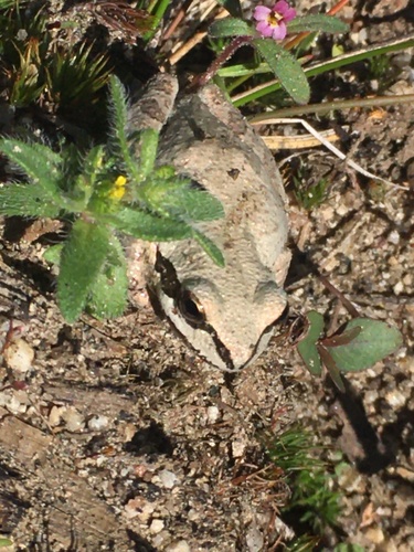 iNaturalist observation photo of Pacific chorus frog