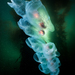 Salps - Photo (c) Patrick Webster, all rights reserved, uploaded by Patrick Webster