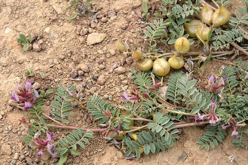 Astragalus lentiginosus var. idriensis