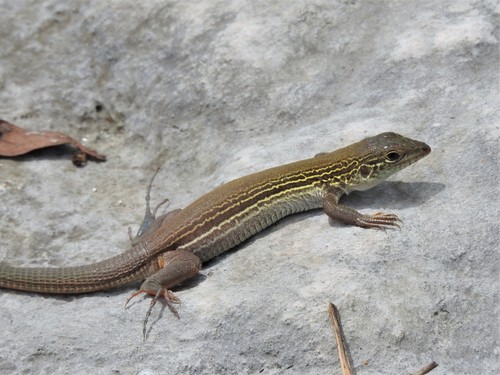 Cozumel Racerunner