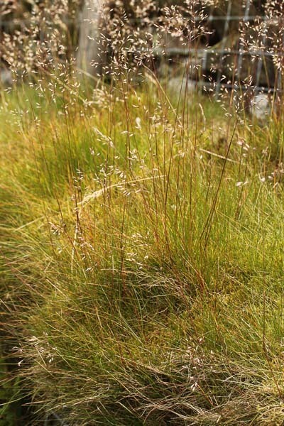 Wavy Hair Grass Grasses Of Berkshire Buckinghamshire And