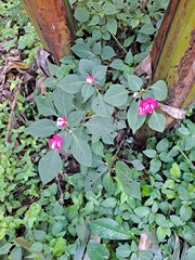 Impatiens walleriana image