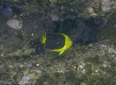 Holacanthus tricolor image