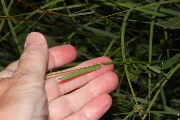 Anthoxanthum odoratum (large sweet grass, sweet vernalgrass): Go Botany