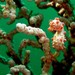 Observation photo