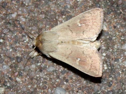 Gelsvarudis Pievinukas nuotrauka