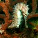 Observation photo