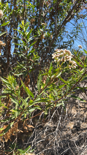 iNaturalist observation photo of mule fat