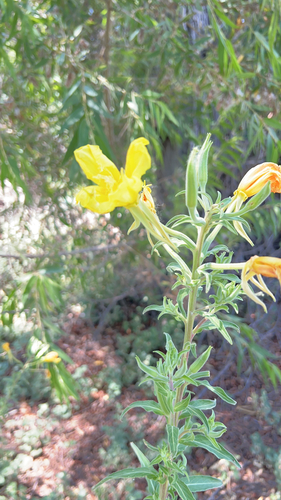 iNaturalist observation photo of tall evening primrose