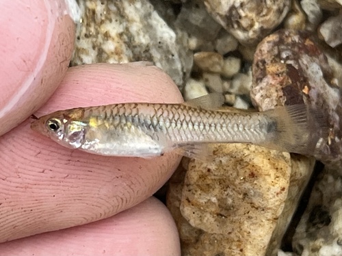 Gila Topminnow