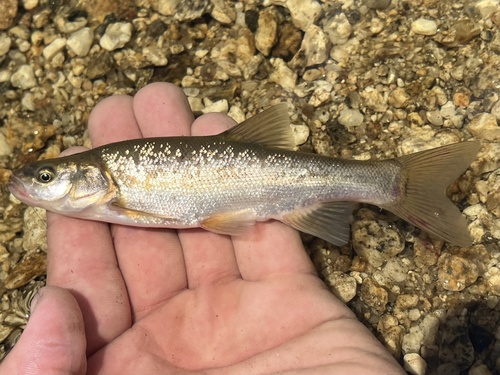 Roundtail Chub