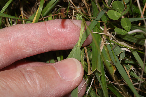 Purple Moor Grass Grasses Of Berkshire Buckinghamshire And Oxfordshire · Inaturalist