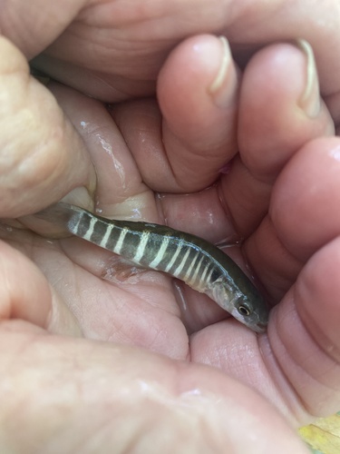 Plains Killifish