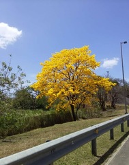 Handroanthus guayacan image