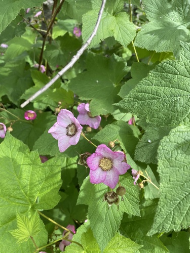 Rubus X fraseri
