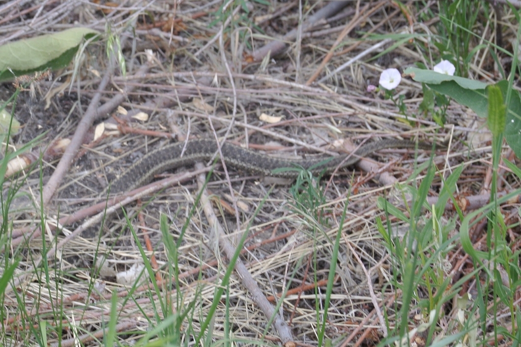 Wandering Garter Snake In June 2022 By Alpinepowers · INaturalist