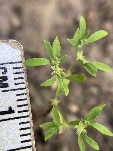 mountain nailwort (Paronychia montana)