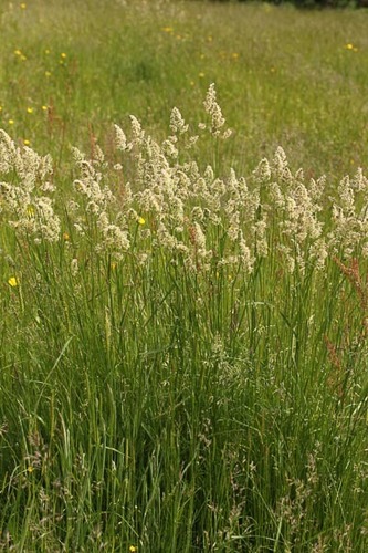 Cocks Foot Grasses Of Berkshire Buckinghamshire And Oxfordshire · Inaturalist