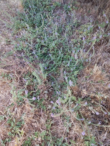 iNaturalist observation photo of western vervain