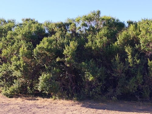 iNaturalist observation photo of coyote brush