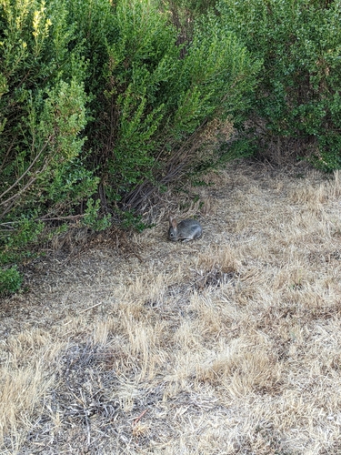 iNaturalist observation photo of Cottontail Rabbits