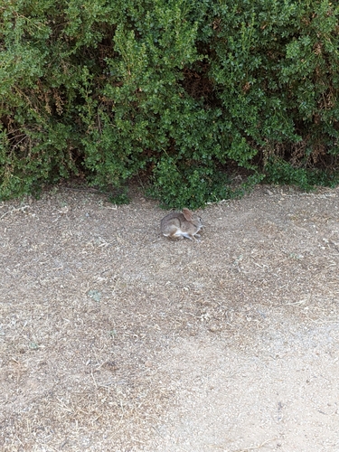 iNaturalist observation photo of Cottontail Rabbits