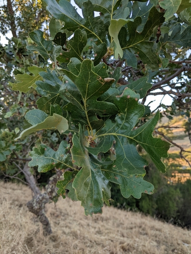 iNaturalist observation photo of valley oak