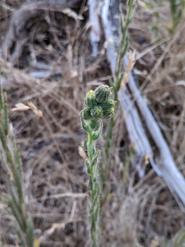 iNaturalist observation photo of tarweeds