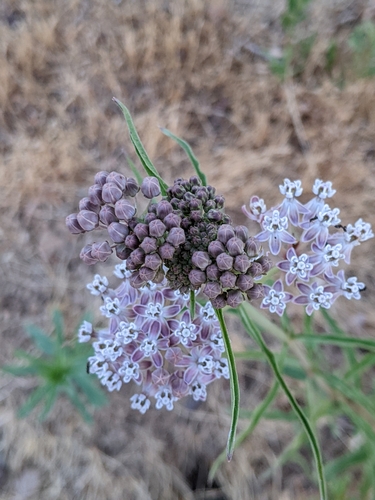 iNaturalist observation photo of narrowleaf milkweed