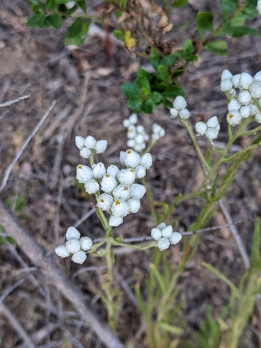 iNaturalist observation photo of California cudweed