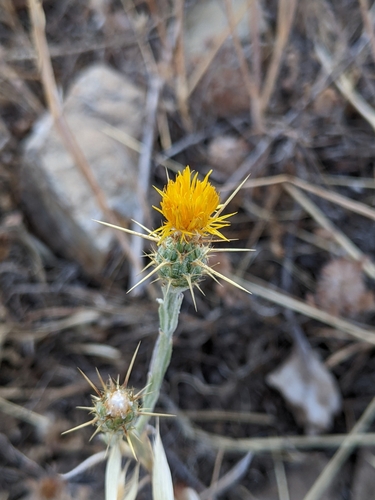 iNaturalist observation photo of Yellow Star-Thistle