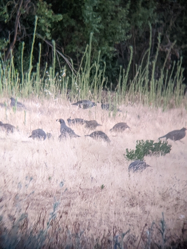 iNaturalist observation photo of California Quail