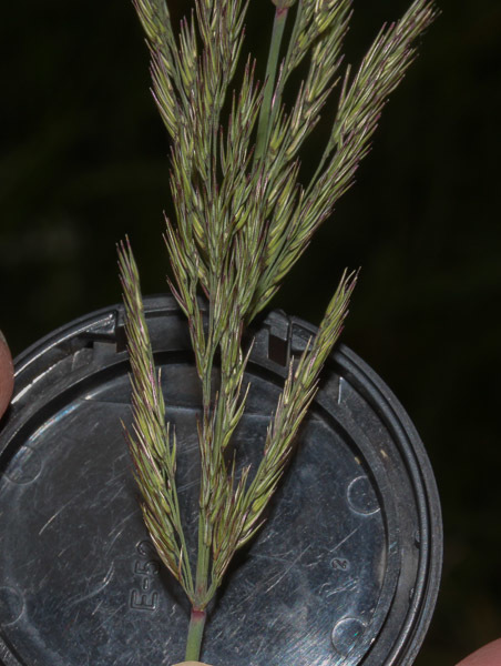 A Small Reed Wood Small-reed (Grasses of Berkshire, Buckinghamshire and Oxfordshire ...