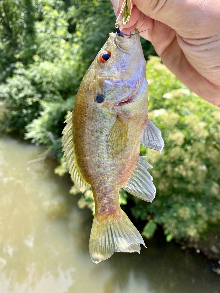 Warmouth in June 2022 by Jason Erb · iNaturalist