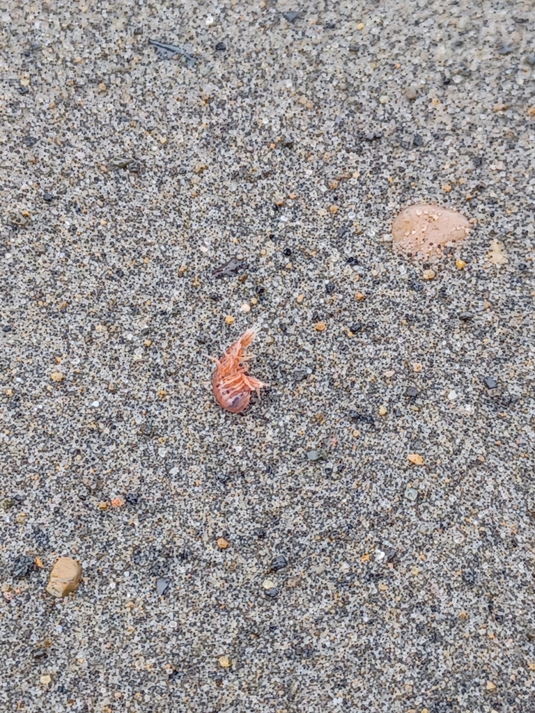 Hyperiidae from Utqiagvik, AK 99723, USA on June 29, 2022 at 04:40 PM ...